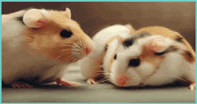 Hamsters Having Fun GIF - Hamsters Having Fun First Embrace GIFs