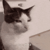 Bwesit Ka Tapos GIF - Bwesit Ka Tapos Cat GIFs