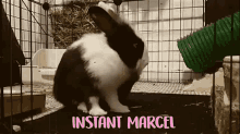 a black and white rabbit in a cage with the words instant marcel written above it