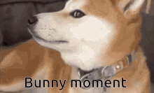 Bunny Dog GIF - Bunny Dog Funny GIFs
