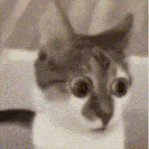 a close up of a cat 's face with big eyes and a blurred background .