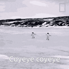 Coyeye Coyeye Coyeye GIF - Coyeye Coyeye Coyeye Pingüino GIFs