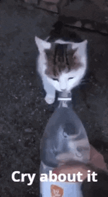 Cry-about-it Cat GIF - Cry-about-it Cat GIFs