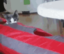 Kitten Attack Hide GIF - Kitten Attack Hide GIFs