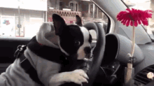 Don'T Let The Dog Drive GIF - Dog Drive Drivers Seat GIFs