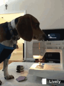 Dog Beagle GIF - Dog Beagle Sewing Machine GIFs