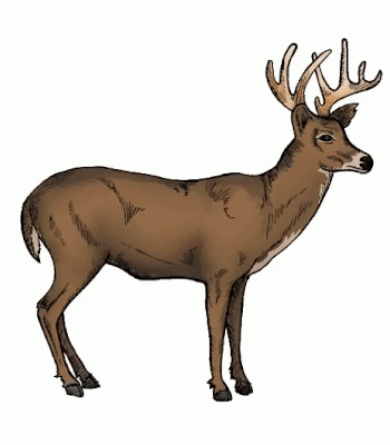 Animated Hunting Pictures GIFs | Tenor