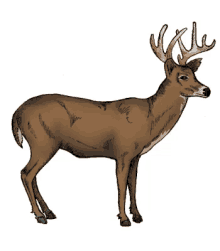 Elf Deer GIF