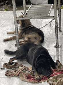 two dogs are chained to a table and laying on the floor