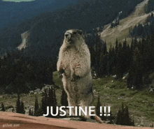 Justine Marmotte GIF - Justine Marmotte Hey GIFs
