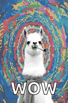 Llama Wow GIF - Llama Wow Trippy GIFs