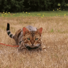 gilbert missenell bengal cat wiggle pounce jump