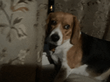 a brown and white dog is sitting in front of a floral curtain