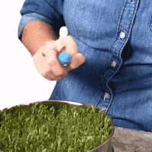sprinkling water on sprouts jill dalton the whole food plant based cooking show watering plants giving moisture to sprouts