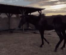 Starkov Horse GIF - Starkov Horse Hungry GIFs