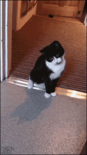 Funny Scared Cat Videos GIFs | Tenor