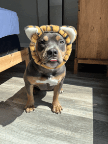 Bully Dog GIF - Bully Dog Tiger GIFs