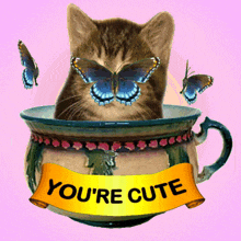 you%27re cute kitten in po chamber pot blue butterflies endearing