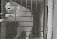 Cat Escape GIF - Prison Catprison Jail GIFs