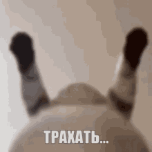a cat is laying on its back with its legs up and a russian language message .