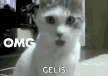 Yay Excited GIF - Yay Excited Funny Animals GIFs