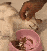 a person is feeding a dog from a bowl of food .