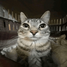 Cat Meme Meme Cat GIF - Cat Meme Meme Cat Serbo-2000 GIFs