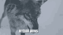 Hydah Wins GIF