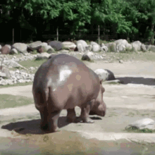 Di Plein Zoo GIF - Di Plein Zoo Hippo GIFs