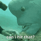 Can I Hit That Ugly GIF - Can I Hit That Ugly Fish GIFs