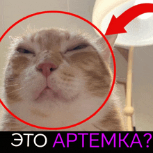 a close up of a cat 's face with a red circle around it and the words это aptemka below it