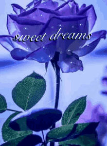Sweet Dreams Blue Rose GIF - Sweet Dreams Blue Rose GIFs