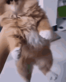 a close up of a person holding a dog on their back .