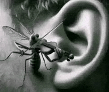 a fly is playing a violin in a man 's ear .