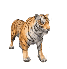 tiger harimau