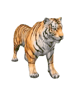 Harimau Tiger Angry Sticker - Harimau Tiger Angry Macan Loreng Stickers