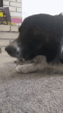 a black and white dog chews on a bone