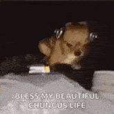 a small dog wearing headphones is jumping over a bottle of water .
