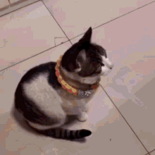 Cat Puppies GIF - Cat Puppies Cat Run From Puppies GIFs