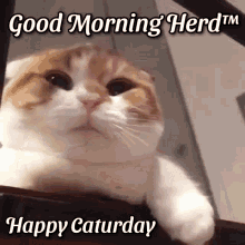 Good Morning Good Morning Herd GIF - Good Morning Good Morning Herd Caturday GIFs