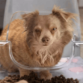 a brown dog is looking out of a clear container