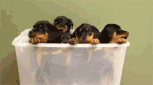 Rottweiler Puppies GIF - Rottweiler Puppies GIFs