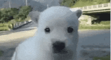 a white dog with a black nose is looking at the camera in a park .