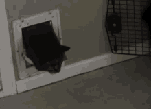 This Is Actually Impressive GIF - Fatcatdoor Funny Cats GIFs