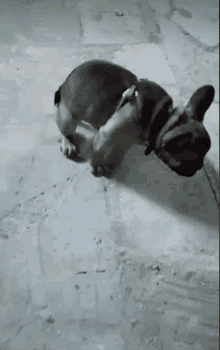 Kochbati Dogs GIF - Kochbati Dogs Poop GIFs