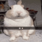 a brown and white rabbit is sitting on a table and looking at the camera