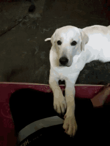 Labrador Pet GIF - Labrador Pet Dog GIFs