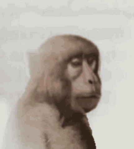 Monkey's Neuron Activation