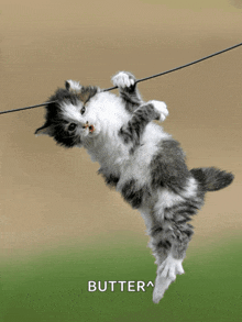 a black and white kitten is hanging from a wire with butter written below it