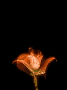 Beauty Flower GIF
